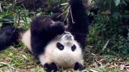 Filhote de panda gigante brinca na Base de Pesquisa de Chengdu, na China, de onde partiram os pandas enviados aos EUA