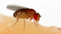 Mosca-da-fruta Drosophila melanogaster, espécie usada no estudo sobre campo magnético e envelhecimento