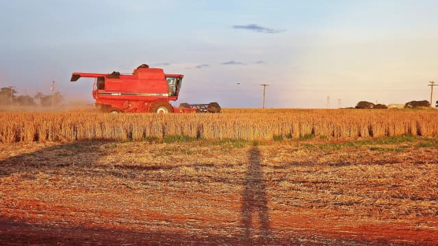 Colheitadeira em lavoura de soja ao entardecer (foto de arquivo)