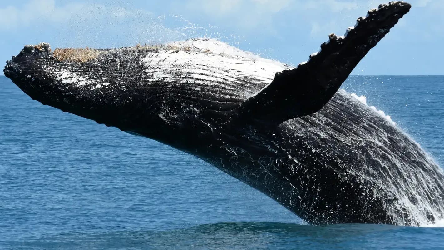 Baleia-jubarte salta fora da água no mar do Rio de Janeiro