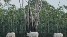 Gado pasta em área que já foi lago no Amazonas, durante seca de 2023 (foto de arquivo)