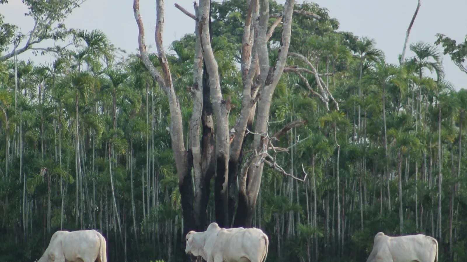 Gado pasta em área que já foi lago no Amazonas, durante seca de 2023 (foto de arquivo)