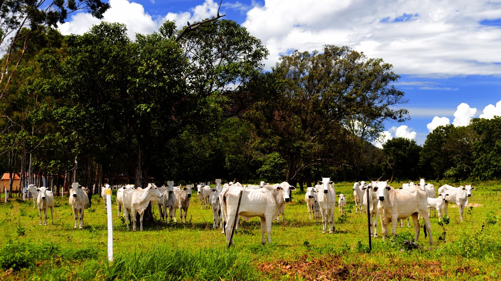 Rebanho de gado Nelore em pasto no interior de Goiás; foto de arquivo, ilustrativa da pecuária de corte brasileira