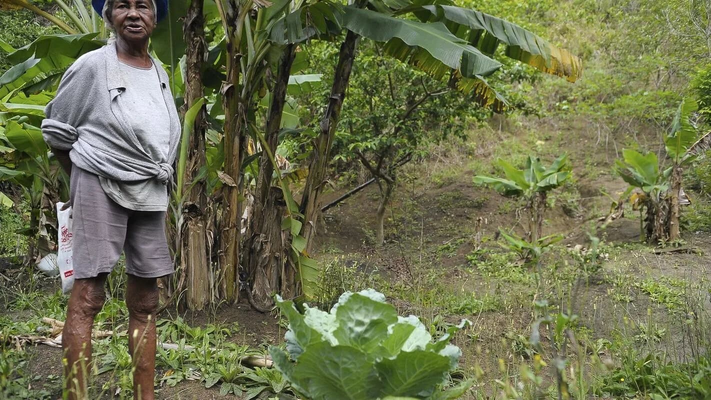Trabalhador rural em meio a plantação, tema ligado ao Censo Agropecuário do IBGE