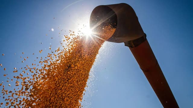 Grãos despejados de colheitadeira contra o céu azul