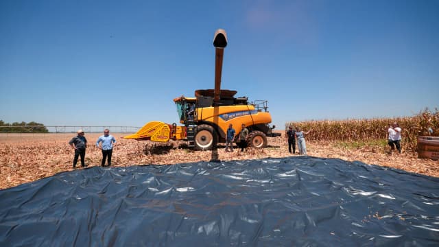 Colheitadeira em lavoura de milho durante colheita, com produtores observando o trabalho