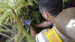 Agente de saúde inspeciona plantas em busca de criadouros do mosquito Aedes aegypti