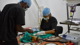 Médico veterinário e assistente atendem um animal em procedimento clínico