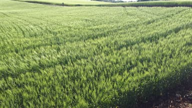 Campo de trigo verde em região produtora do Sul do Brasil
