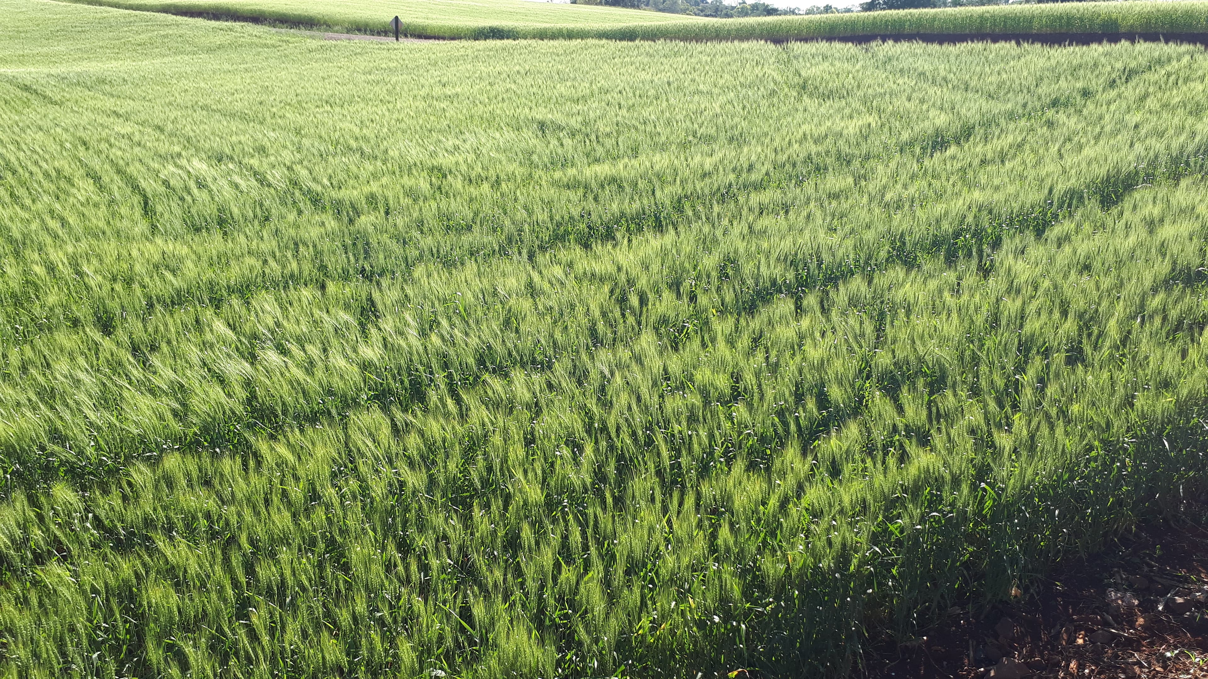Campo de trigo verde em região produtora do Sul do Brasil