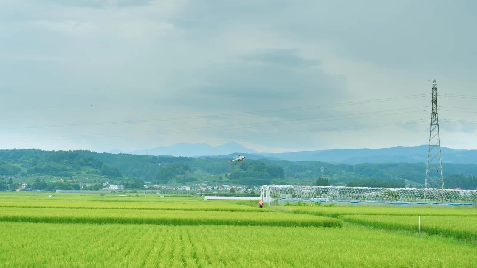 Drone agrícola pulverizando plantação de arroz em campo