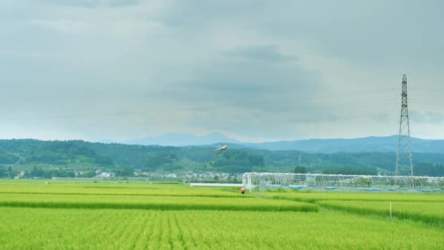 Drone agrícola pulverizando plantação de arroz em campo