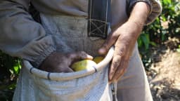 Trabalhador com as mãos em avental cheio de laranjas durante a colheita