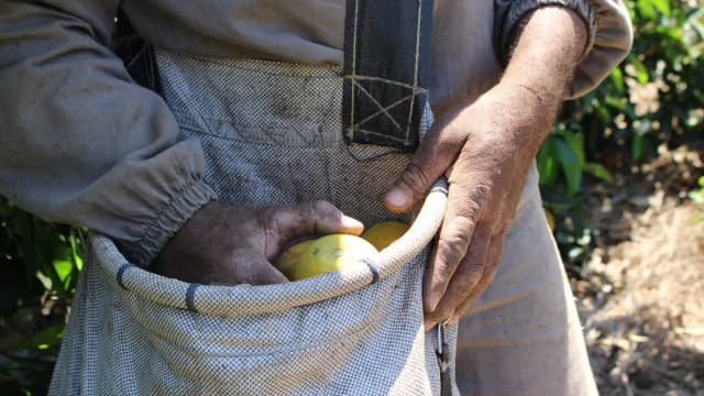 Trabalhador com as mãos em avental cheio de laranjas durante a colheita