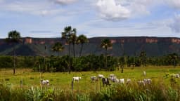 Gado da raça Nelore pastando em área de cerrado no Brasil, foto de contexto sobre pecuária de corte