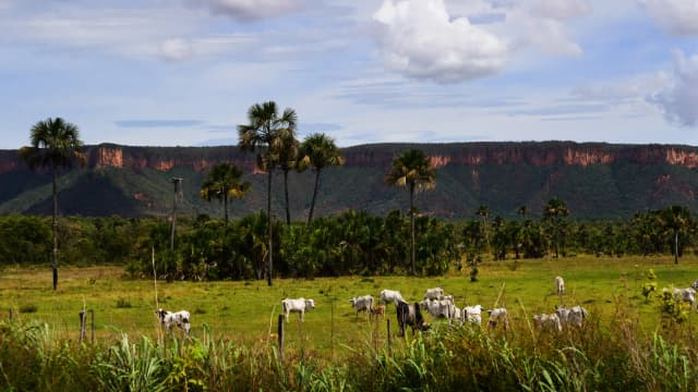 Gado da raça Nelore pastando em área de cerrado no Brasil, foto de contexto sobre pecuária de corte