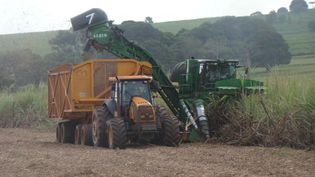 Colheitadeira mecanizada corta cana-de-açúcar em plantação, com operador visível na cabine