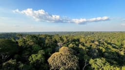 Vista aérea de floresta tropical densa e preservada, com copas de árvores verdes sob céu com nuvens