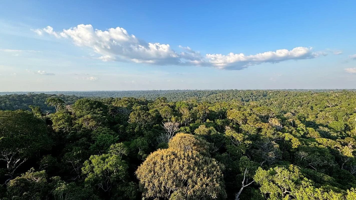 Vista aérea de floresta tropical densa e preservada, com copas de árvores verdes sob céu com nuvens