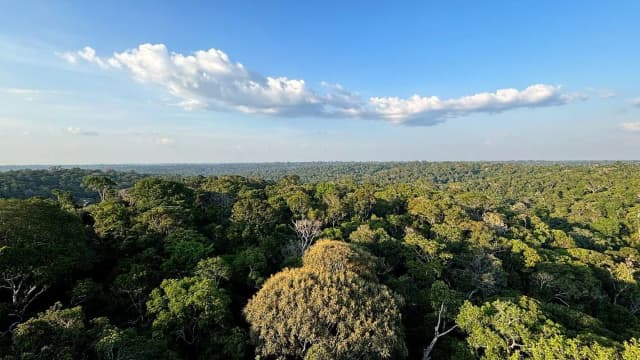 Vista aérea de floresta tropical densa e preservada, com copas de árvores verdes sob céu com nuvens