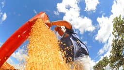 Produtor rural despeja grãos durante colheita