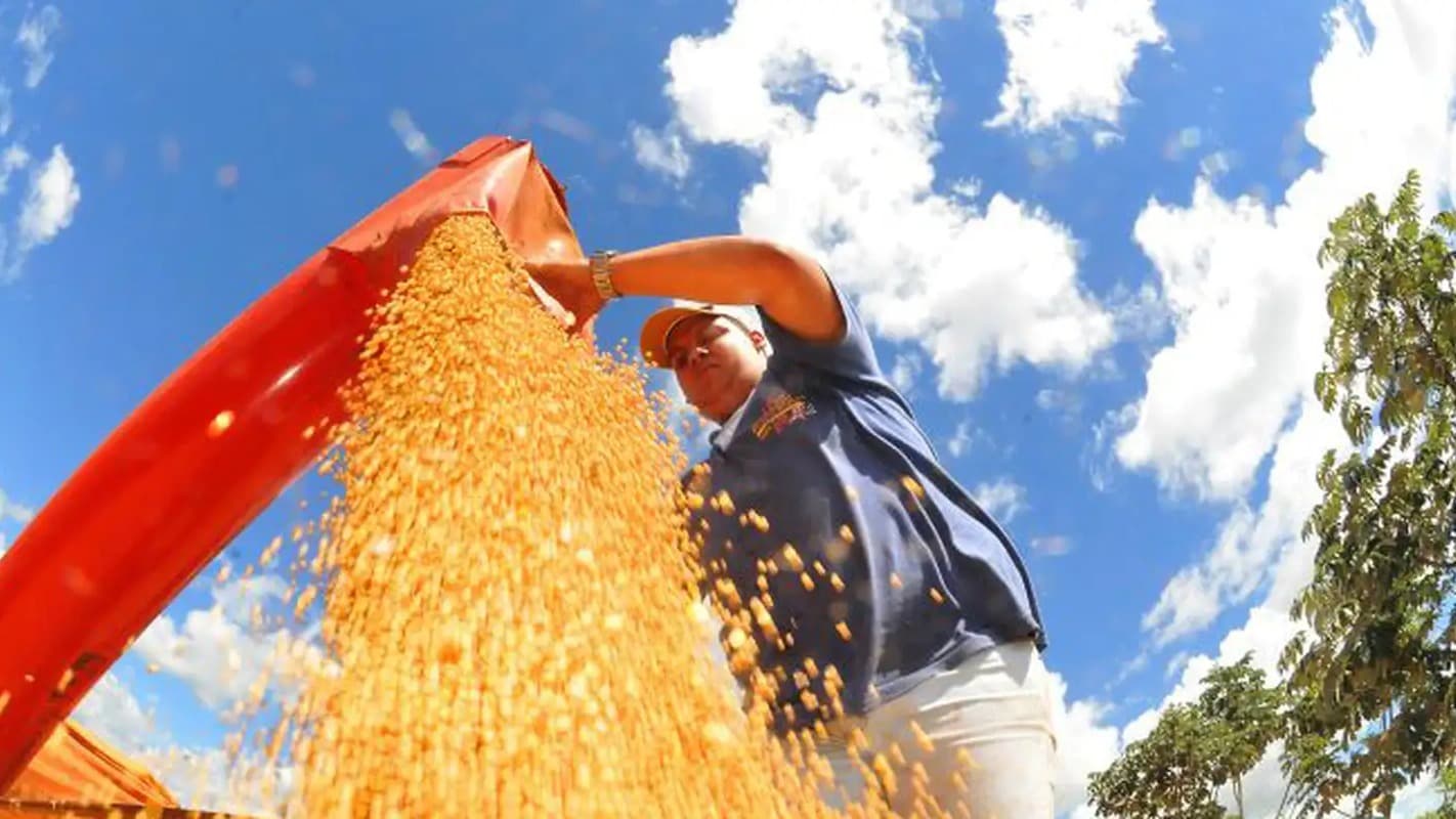 Produtor rural despeja grãos durante colheita