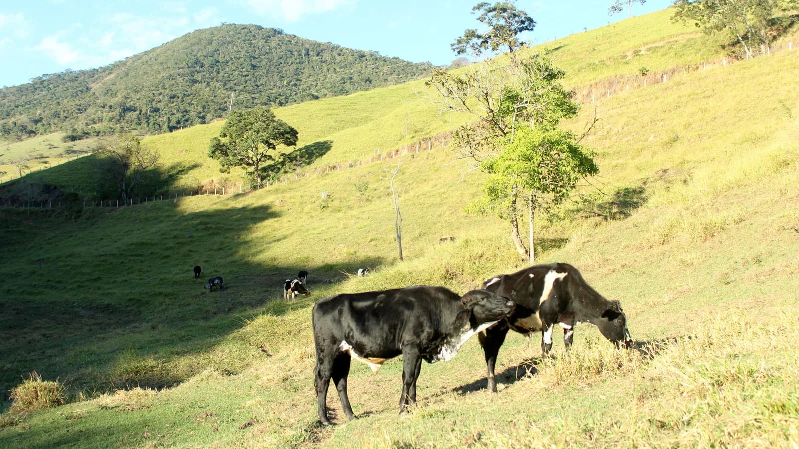 Boi gordo em pasto em fazenda de gado de corte, com morro ao fundo