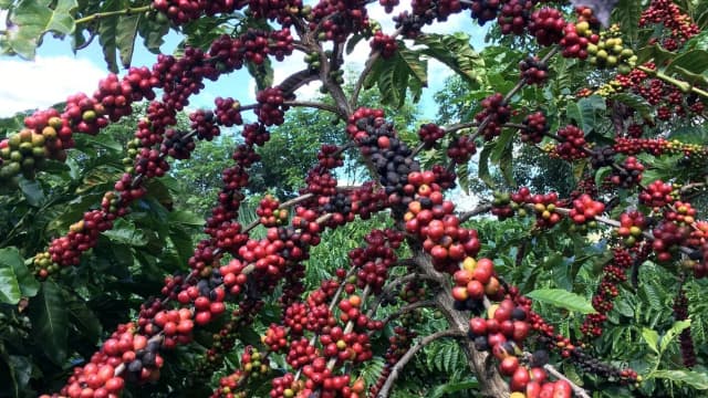 Cerejas de café maduras em pé de café
