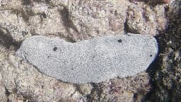 Pepino-do-mar da espécie Holothuria whitmaei sobre recife de coral