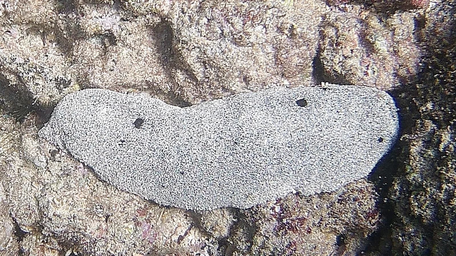 Pepino-do-mar da espécie Holothuria whitmaei sobre recife de coral
