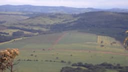 Plantação de soja em área rural brasileira
