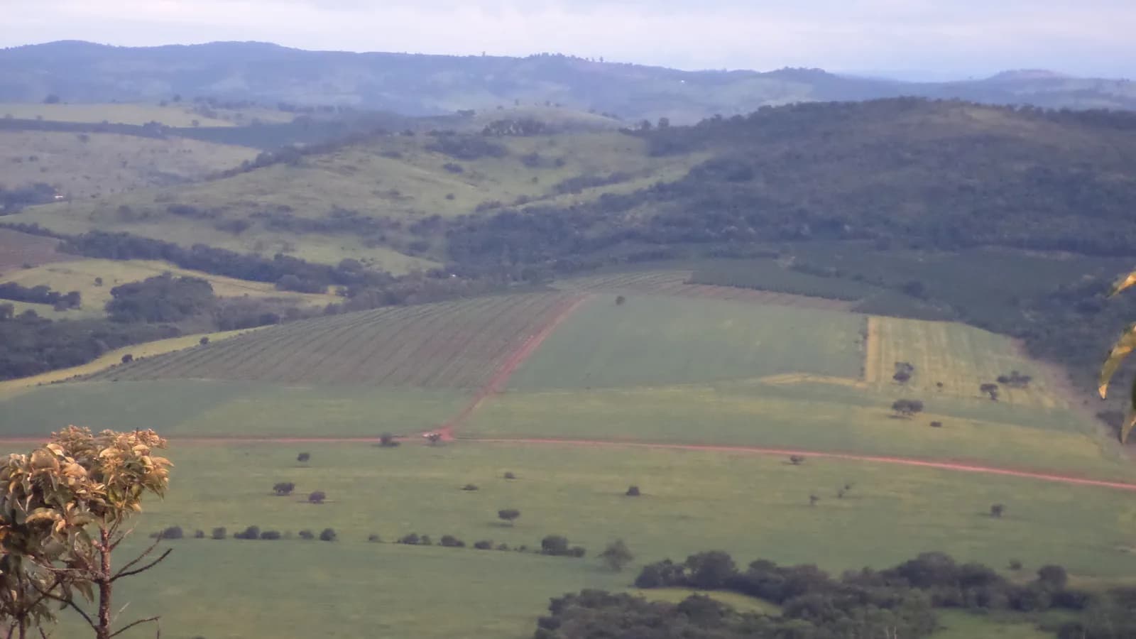 Plantação de soja em área rural brasileira