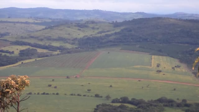 Plantação de soja em área rural brasileira