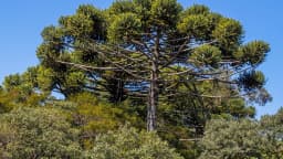 Araucária adulta de grande porte contra o céu azul