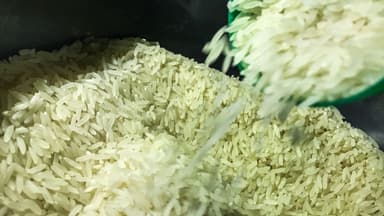 Arroz em casca sendo despejado em recipiente