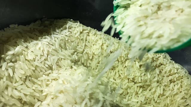 Arroz em casca sendo despejado em recipiente