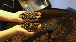 Mãos seguram grãos de café torrados sobre uma torradeira industrial, foto de arquivo do produto