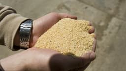 Farelo de soja nas mãos de uma pessoa, produto fabricado por esmagadoras como a de Ponta Grossa
