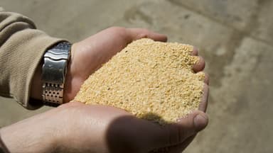 Farelo de soja nas mãos de uma pessoa, produto fabricado por esmagadoras como a de Ponta Grossa