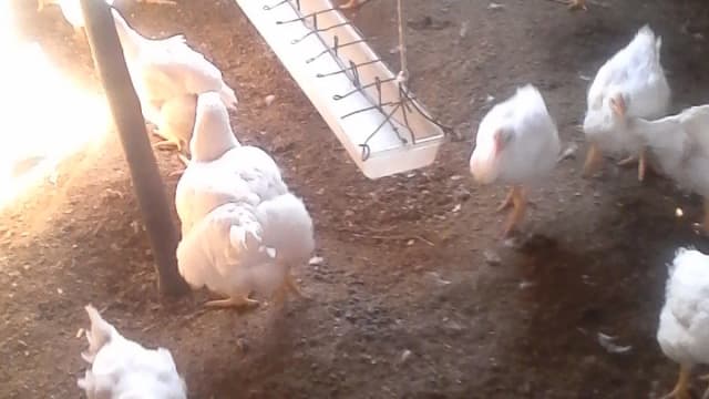 Granja de frangos de corte, aves brancas em galpão