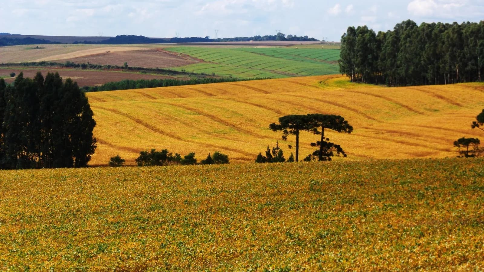 Lavoura de soja madura com araucárias ao fundo, no Paraná