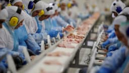 Trabalhadores em linha de produção de frigorífico de exportação