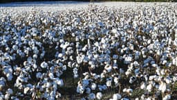 Plantação de algodão com capulhos abertos, prontos para a colheita