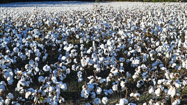 Plantação de algodão com capulhos abertos, prontos para a colheita