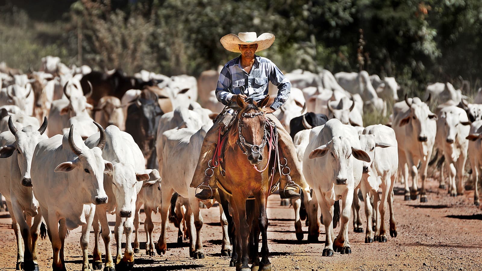 Foto de arquivo de um boiadeiro a cavalo conduzindo uma boiada de gado nelore por uma estrada de terra no Brasil