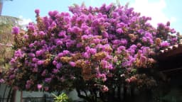 Árvore de bougainvillea florida em jardim da Riviera de São Lourenço, em Bertioga
