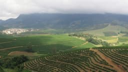 Vista aérea de plantação de café em terraços nas colinas de Minas Gerais, com montanhas ao fundo