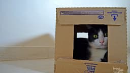 Gato espia por janela recortada em caixa de papelão
