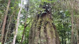 Floresta amazônica preservada em Caracaraí, Roraima, região associada a projetos do mercado de carbono