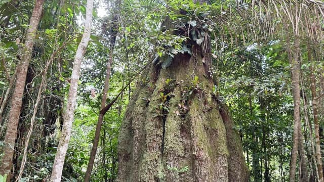 Floresta amazônica preservada em Caracaraí, Roraima, região associada a projetos do mercado de carbono